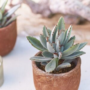 Sukulenta Kalanchoe tomentosa (mačje uho)