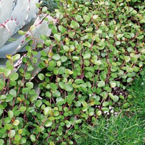 Molembekija Minero (Muehlenbeckia complexa)