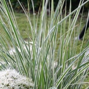 Okrasna trava Overdam (Carex brunnea)