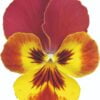 Ice Teenies® Yellow Red Wing
