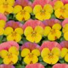 Ice Babies® Yellow Rose Wing