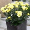 Rumena (Cristal Yellow)