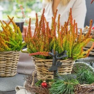 Resa Sunset Girls® (dobro prezimna, enobarvna)