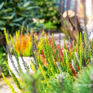 Resa Sunset Fire® Trio (prezimna, trobarvna)