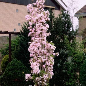 Okrasna japonska češnja Amanogawa (stebričasta)