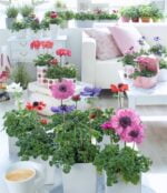Anemone