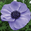 Animo® Blue