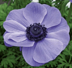 Anemone Animo Blue