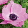 Animo® Pink