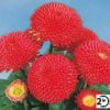 Tasso® Deep Rose
