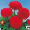Tasso® Red