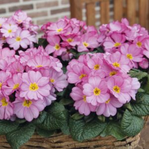 Primula Elfjes® Rose (pritlikava)