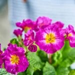 Primula Inara purple Bicolor