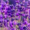 Scents of Summer® Blue