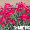 Tiny Pleasure Deep Red