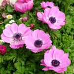 anemone pink 1