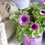 anemone pink 3
