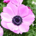 anemone pink2