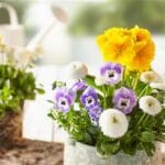 blumensets-r2-499x499-proportionalsmallest