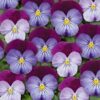 Ice Babies® White Purple Wing
