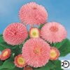 Tasso® Pink
