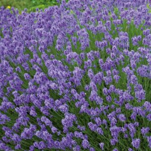 Sivka Hidcote Blue (prava sivka, Lavandula angustifolia)