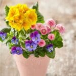 spring checkies trio pomlad