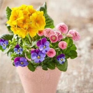 Trio kolekcija Spring Checkies® (mix primula+vijolica+marjetica)