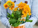 stebelna primula orange