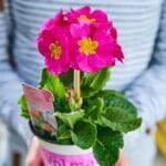 stebelna primula rose