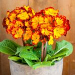 stebelna visoka primula