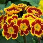 Indian tiger primula