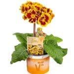 Primula Indian Tiger