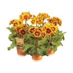 Primula Volmary Indian Tiger