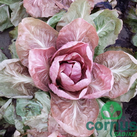 Radič Rosa (sladki radič, pozni) | Dostavasadik.si