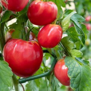 Paradižnik Volovsko srce (pozni, velik, mesnati)