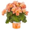 Apricote