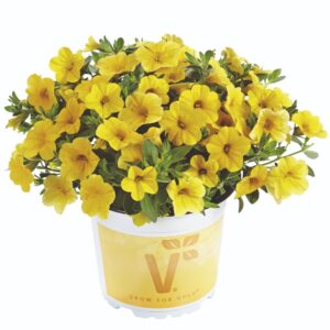 Milijon zvončki Calita® Compact gold (kompaktna rast)