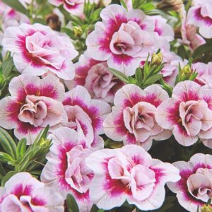 Milijon zvončki Calita® Double Rose Bicolor (dvojni cvetovi)