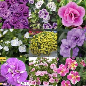 Milijon zvončki Calita® Double (dvojni cvetovi, več barv)