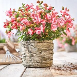 Fuksije Fuchsita® (pokončne, več barv)