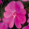 Compact Lilac