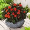 Compact Orange