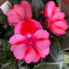 Compact Red Candy