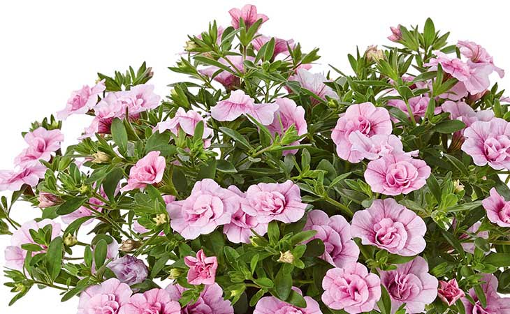 Milijon zvončki (Calibrachoa)