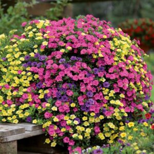 Milijon zvončki Calita® Double Trio (več barv - en lonček)