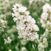 Scents of Summer® White