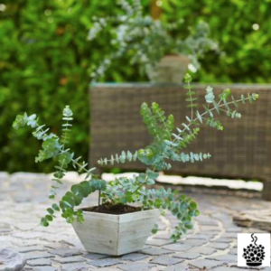 Evkaliptus Baby Blue