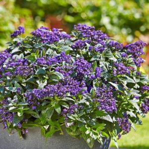 Vanilijevka Nautilus® Blue