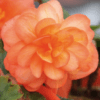 Orange Colours - Peach